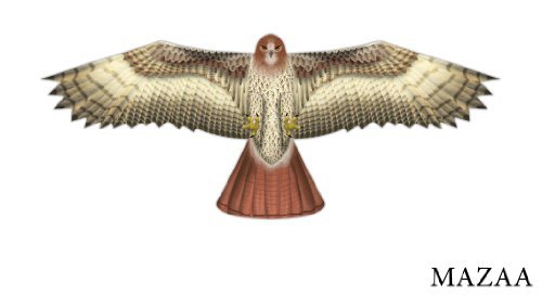 X-Kites Birds of Prey Kite 48" - Great Detail! - YoYoSam